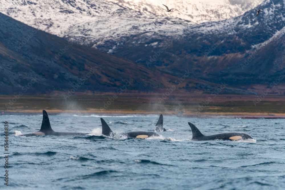 Fototapeta premium orcas or killer whales in Kvænangen fjord in Norway hunting for herrings