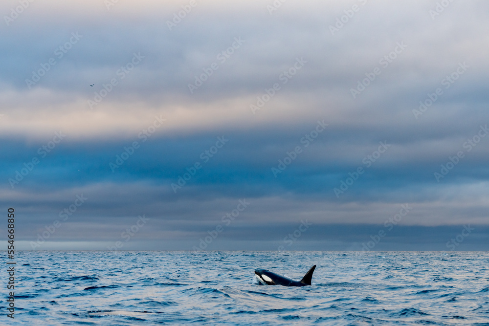 Fototapeta premium orcas or killer whales in Kvænangen fjord in Norway hunting for herrings