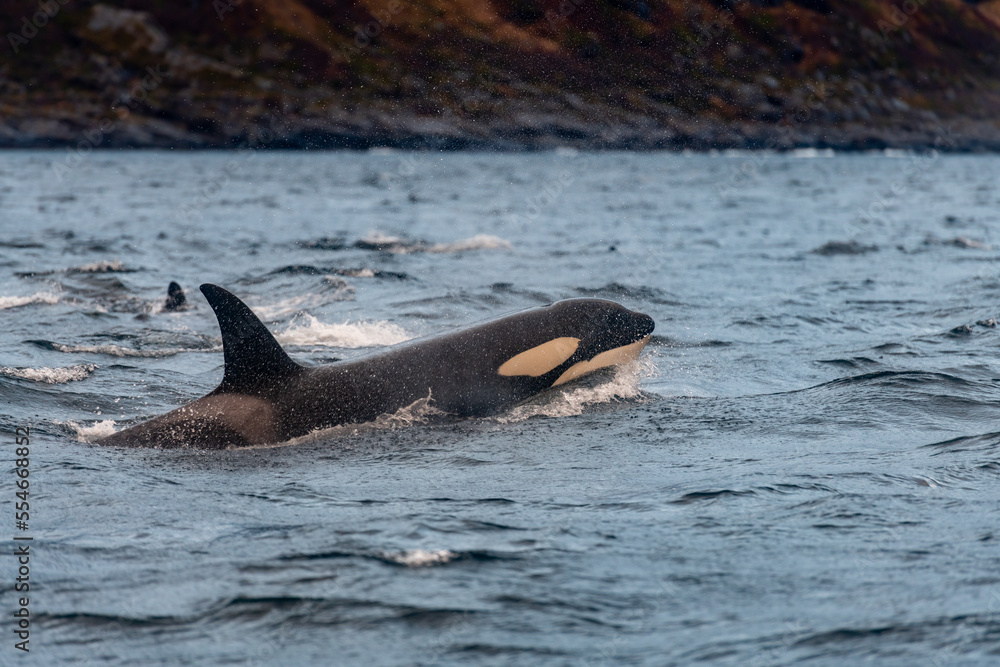 Obraz premium orcas or killer whales in Kvænangen fjord in Norway hunting for herrings