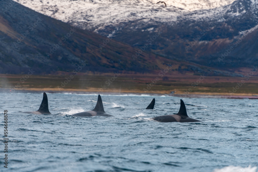 Fototapeta premium orcas or killer whales in Kvænangen fjord in Norway hunting for herrings