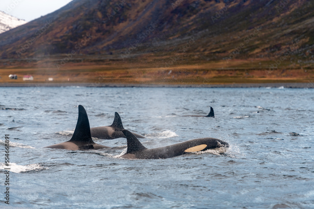 Fototapeta premium orcas or killer whales in Kvænangen fjord in Norway hunting for herrings