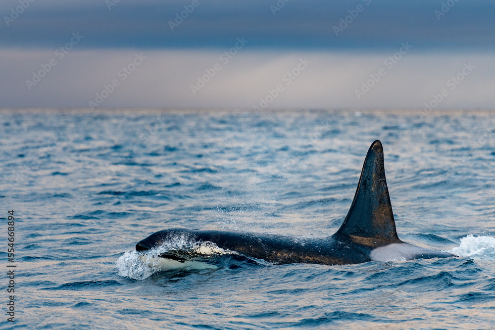 Fototapeta premium orcas or killer whales in Kvænangen fjord in Norway hunting for herrings