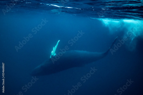 humpback whales in Kv  nangen fjord in Norway hunting for herrings