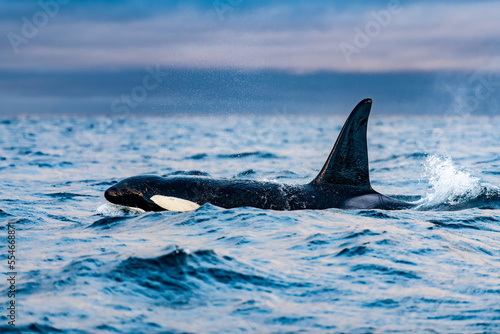 orcas or killer whales in Kvænangen fjord in Norway hunting for herrings