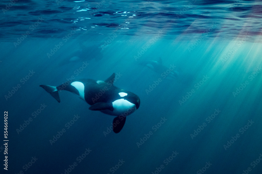 orcas or killer whales in Kvænangen fjord in Norway hunting for herrings - obrazy, fototapety, plakaty 