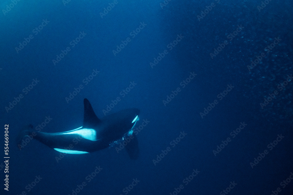 Obraz premium orcas or killer whales in Kvænangen fjord in Norway hunting for herrings