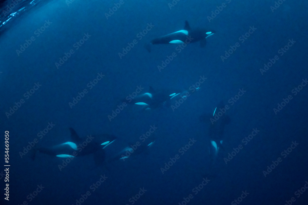 orcas or killer whales in Kvænangen fjord in Norway hunting for herrings orcas or killer whales in Kvænangen fjord in Norway hunting for herrings