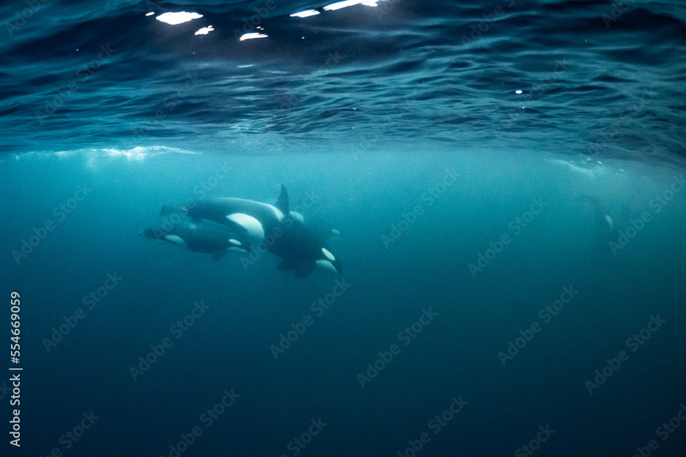 Fototapeta premium orcas or killer whales in Kvænangen fjord in Norway hunting for herrings