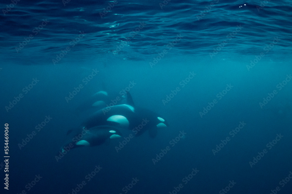 Obraz premium orcas or killer whales in Kvænangen fjord in Norway hunting for herrings