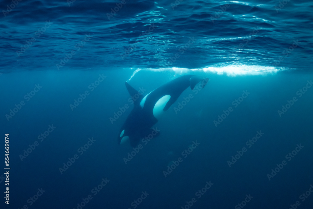 Obraz premium orcas or killer whales in Kvænangen fjord in Norway hunting for herrings
