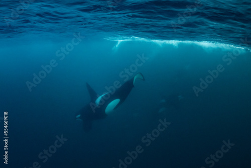orcas or killer whales in Kvænangen fjord in Norway hunting for herrings © Subphoto