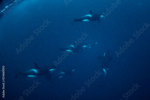 orcas or killer whales in Kvænangen fjord in Norway hunting for herrings © Subphoto