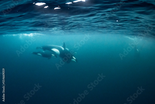 orcas or killer whales in Kv  nangen fjord in Norway hunting for herrings