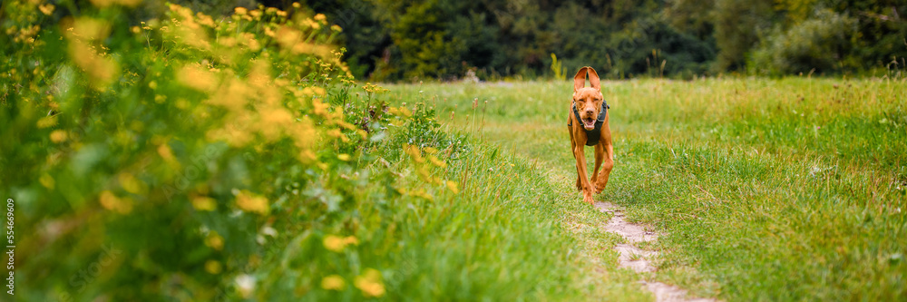 Cute happy vizsla puppy running through meadow full of flowers. Happy dog portrait outdoors. Cute happy vizsla puppy running through meadow full of flowers. Happy dog portrait outdoors.