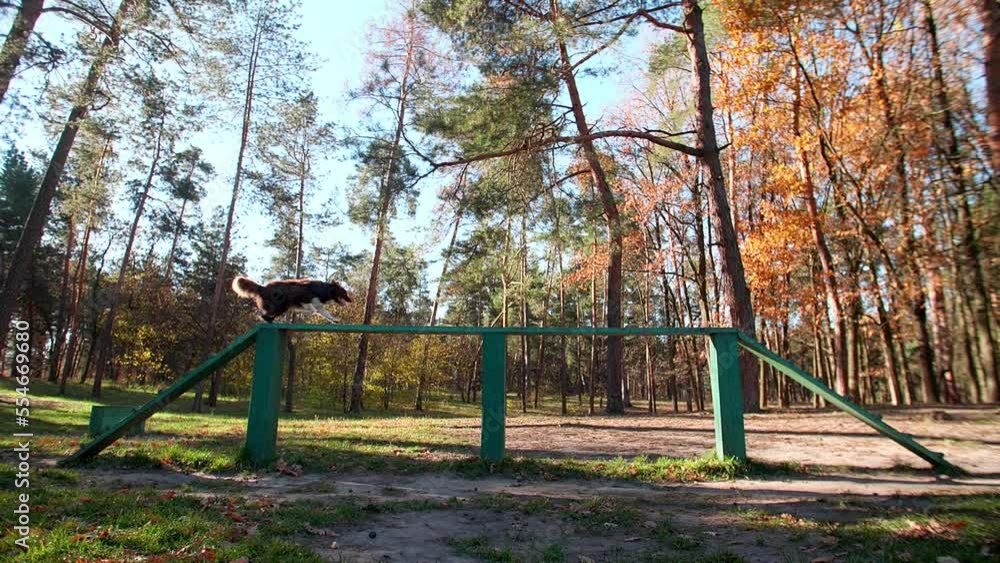 Playful herding dog developing stamina, strength and intelligence while running outdoor. Cute Border Collie executing commands in beautiful, colorful forest. High quality FullHD footage