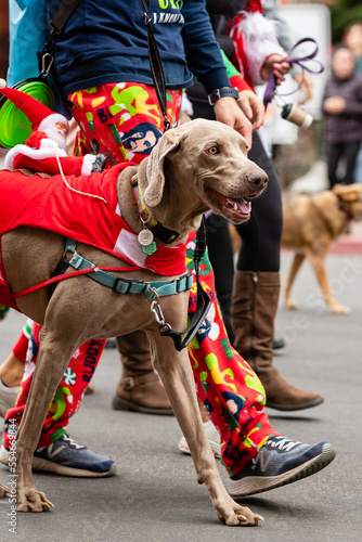 Gaslamp Pet Parade at San Diego California