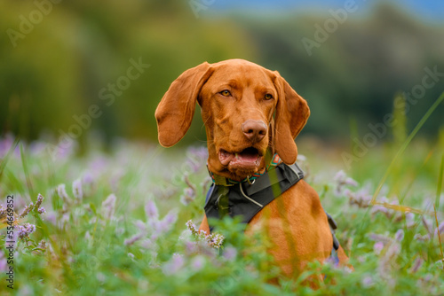Cute vizsla puppy outdoors portrait in a meadow full of flowers.