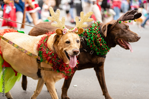 Gaslamp Pet Parade at San Diego California
