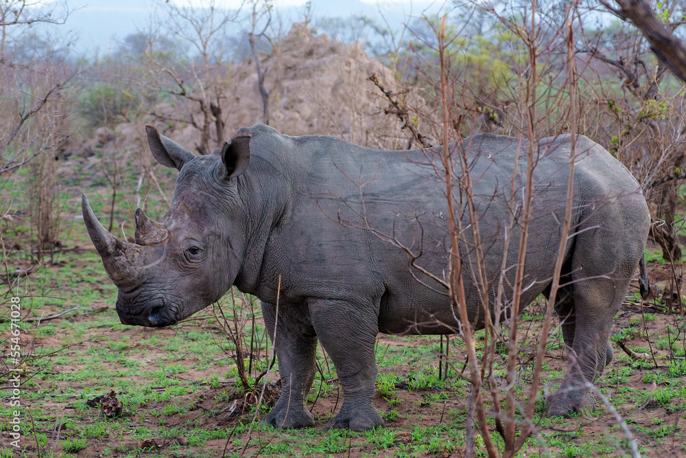 White Rhinoceros bull walking in Sabi Sands Game Reserve, part of the Greater Kruger Region, in South Africa White Rhinoceros bull walking in Sabi Sands Game Reserve, part of the Greater Kruger Region, in South Africa