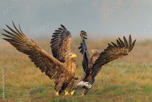 Eagle battle. White tailed eagles (Haliaeetus albicilla) fighting for food on a field in the forest in Poland.  © henk bogaard