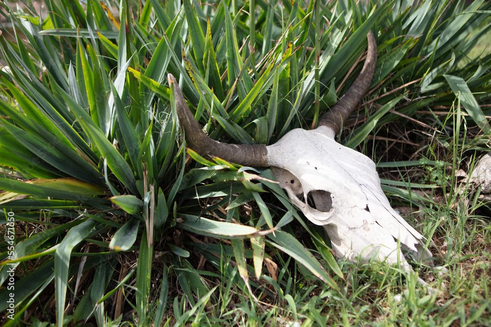 Obraz premium skull in the grass