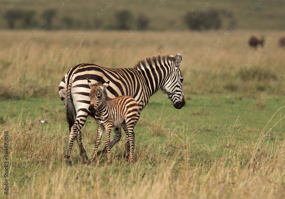 Portrait of a Zebra with foal at Savannah grassland, Masai Mara Portrait of a Zebra with foal at Savannah grassland, Masai Mara