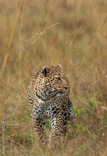 Portrait of a leopard while walking in the grasses, Masai Mara.