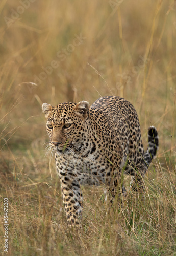 Leopard in the grassland of Masai Mara, Kenya