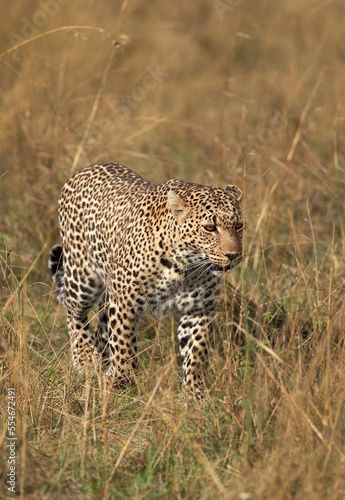 Portrait of a leopard taken while walking in the grasses, Masai Mara.