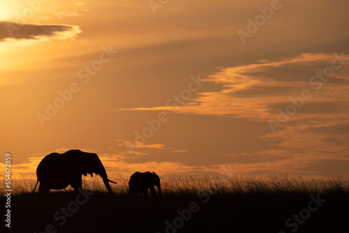 Silhouette of African elephant and calf in the grassland during sunset, Masai Mara, Kenya