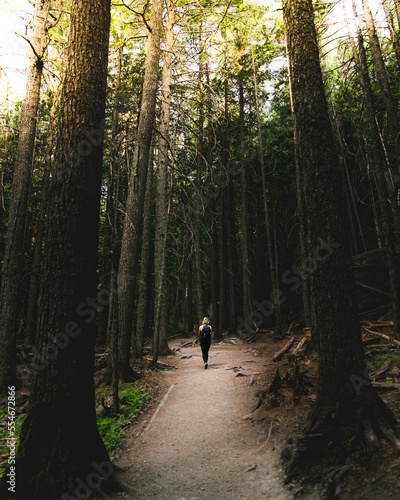 walk in the forest. Nature is green.