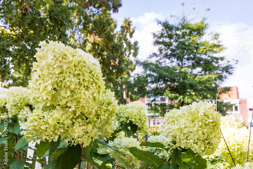 Konstfotografi Closeup blooming Limelight Hydrangea paniculata shrub in garden