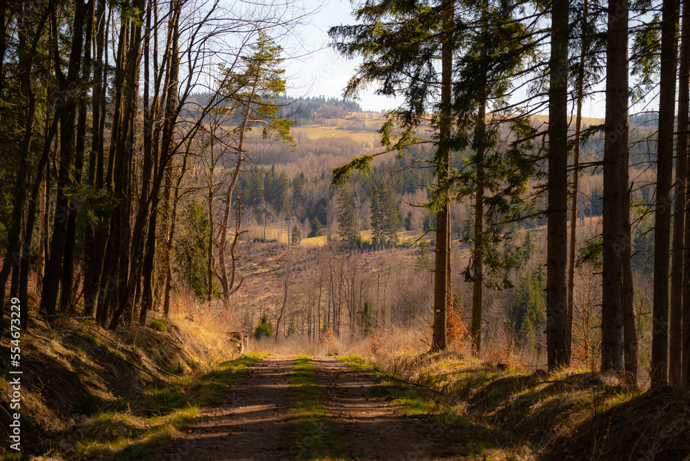 Fototapeta premium Morning in the forest - East Europe