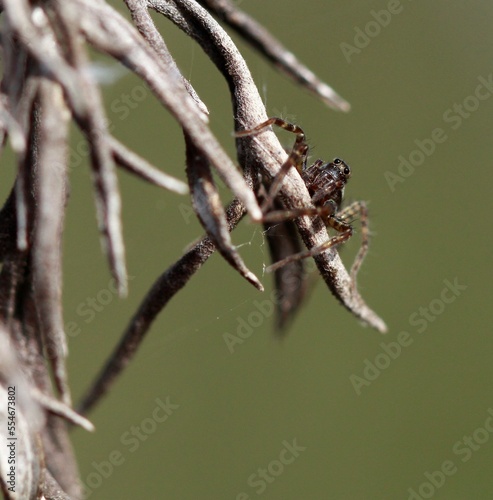 Les yeux de l'araignée © Ccile