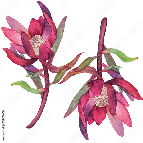 Set of watercolor illustrations of protea flowers and leaves without background.