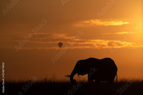 Silhouette of African elephant during sunset  Masai Mara  Kenya