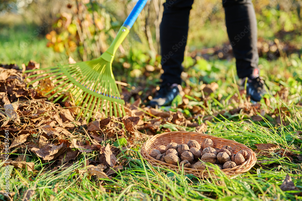 Woman with rake clearing leaves under walnut tree, collecting fallen walnuts Woman with rake clearing leaves under walnut tree, collecting fallen walnuts