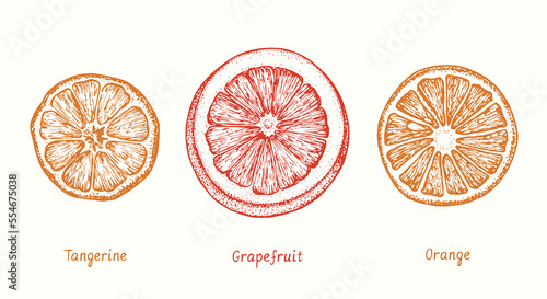 Tangerine, grapefruit and orange cut slice collection. Ink doodle drawing in woodcut style