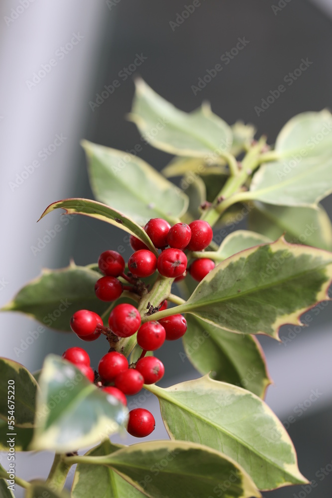 Holly plant with red berries, to give as a present for Christmas or New Year.