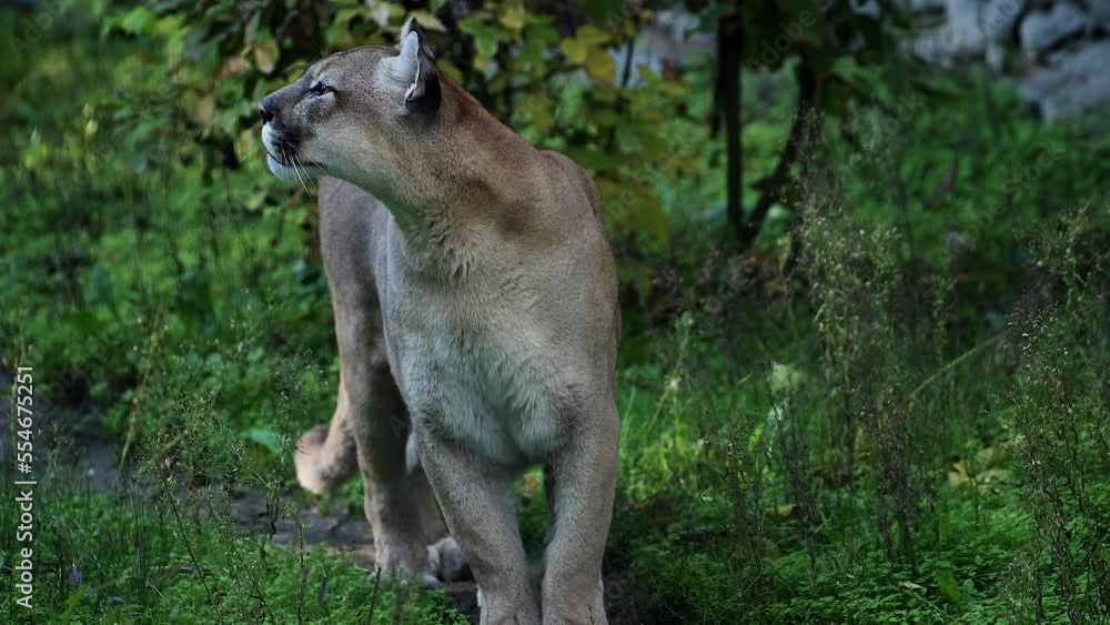 Beautiful Canadian Cougar, Puma Concolor hunting in wildlife at Canada forest in morning sun rays. 4k 120fps super slow motion raw footage Beautiful Canadian Cougar, Puma Concolor hunting in wildlife at Canada forest in morning sun rays. 4k 120fps super slow motion raw footage