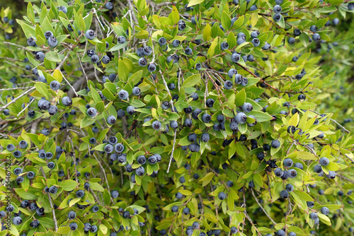 wild myrtle branches with berries