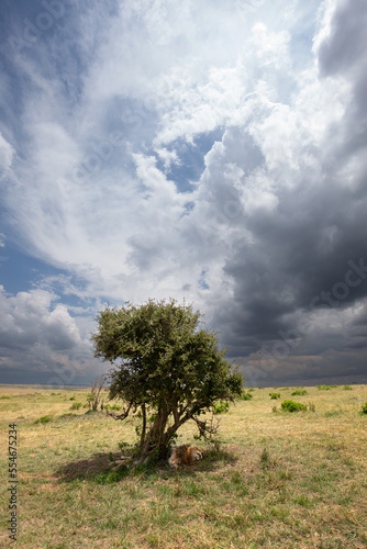 Lion resting under a tree during stormy weather, Masai Mara, Kenya