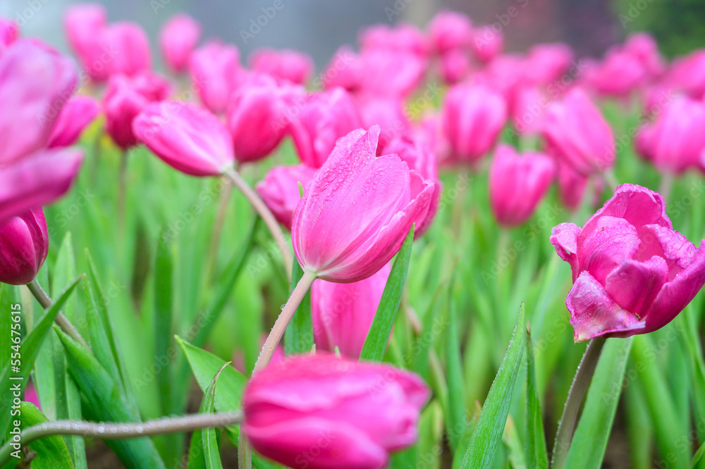 Pink tulip flowers in the garden Pink tulip flowers in the garden