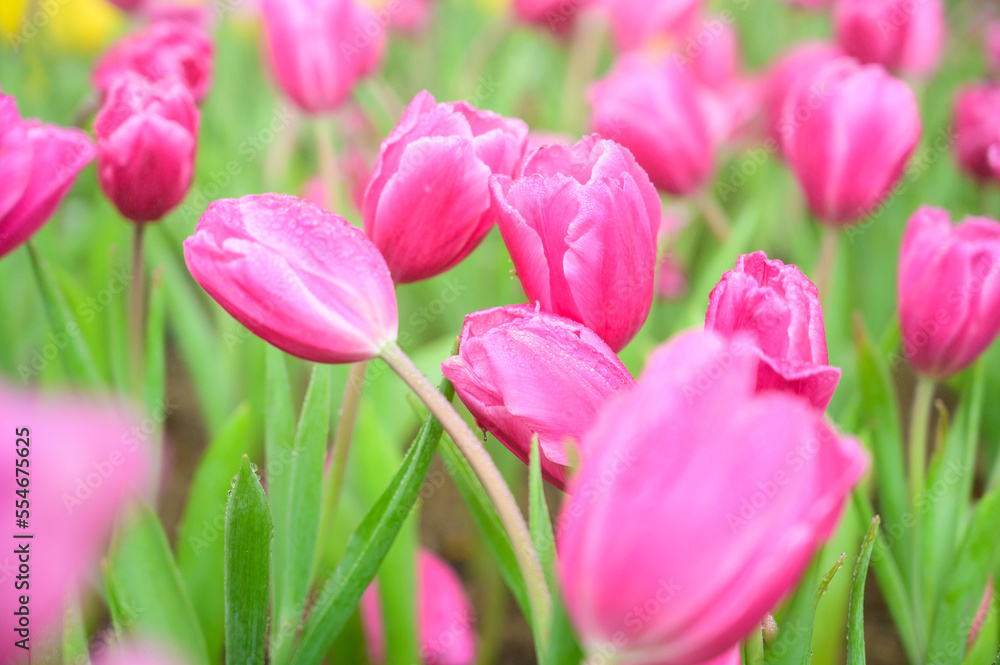 Pink tulip flowers in the garden