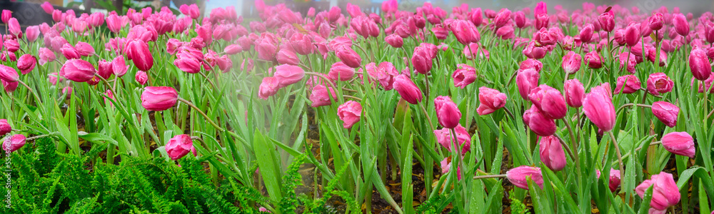 Panorama of pink tulip flowers in the garden