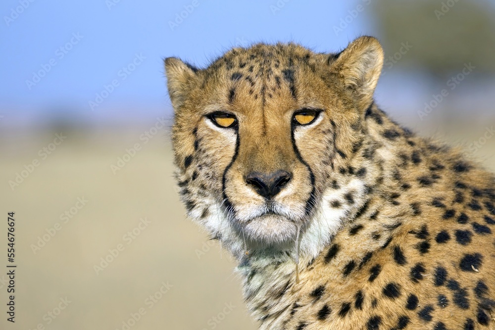 Naklejka premium Cheetah in the savanna. Close-up. Namibia. Africa. An excellent illustration.