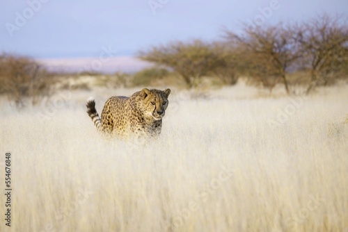 Cheetah in the savanna. Close-up. Namibia. Africa. An excellent illustration.