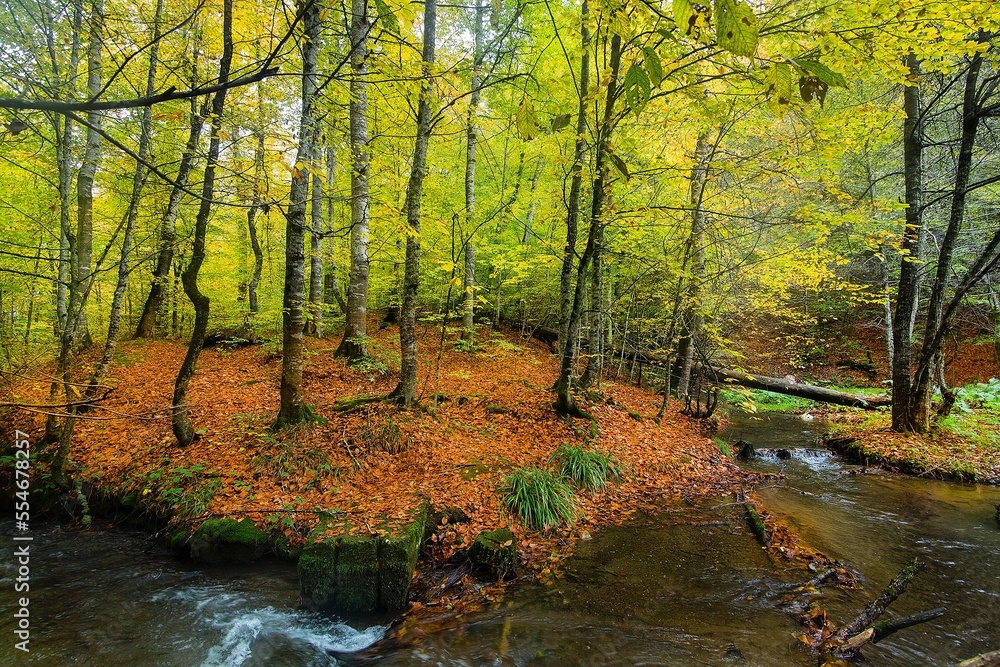 Yedigoller National Park - Bolu Turkey river view in autumn with fallen leaves colorful inside the forest