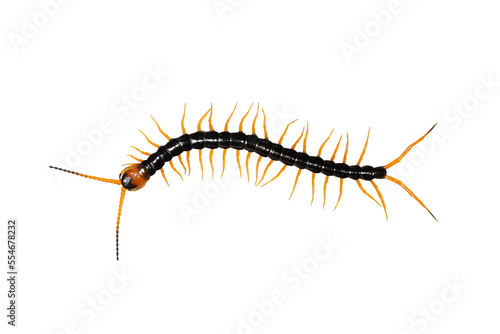 Fototapeta Centipede isolated on transparent background.