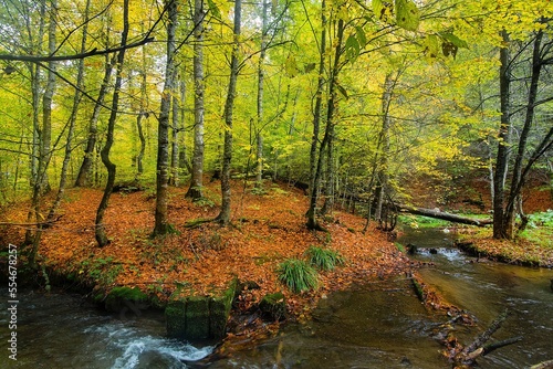 Yedigoller National Park - Bolu Turkey river view in autumn with fallen leaves colorful inside the forest